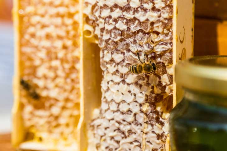 Ценами на мёд шокировали мошенники жителей Искитима