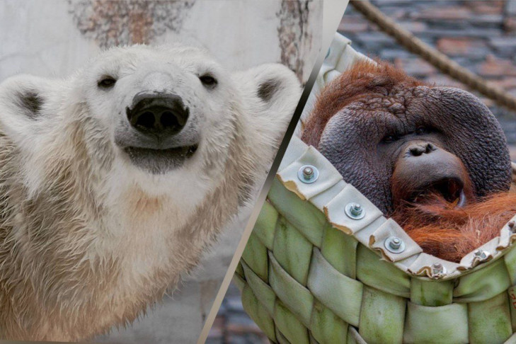 Орангутан Бату проиграл медведице Шилке право стать талисманом Новосибирска