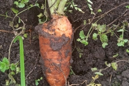 Ученые назвали причину нашествия мышевидных грызунов в Новосибирске летом-2025