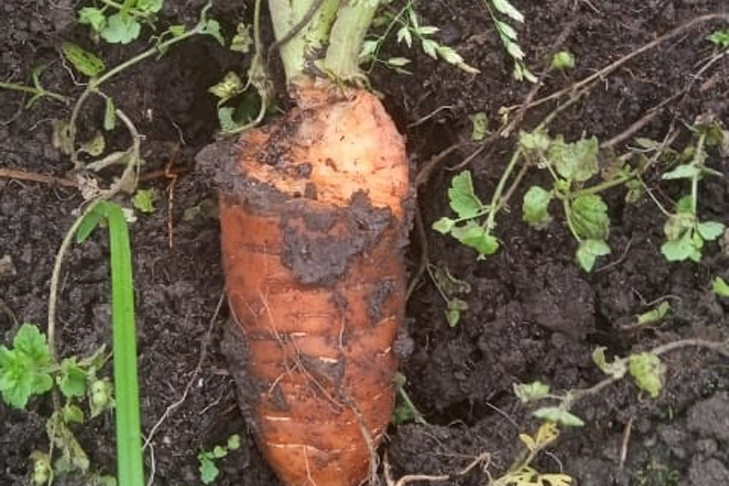 Ученые назвали причину нашествия мышевидных грызунов в Новосибирске летом-2025