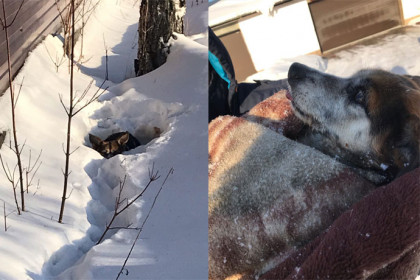 Догхантер на черном джипе отравил 13 собак в селе Марусино под Новосибирском