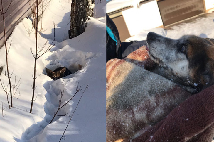 Догхантер на черном джипе отравил 13 собак в селе Марусино под Новосибирском