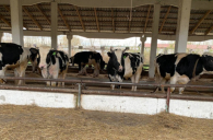 Пункты соцпомощи при изъятии скота создали в пяти районах Новосибирской области