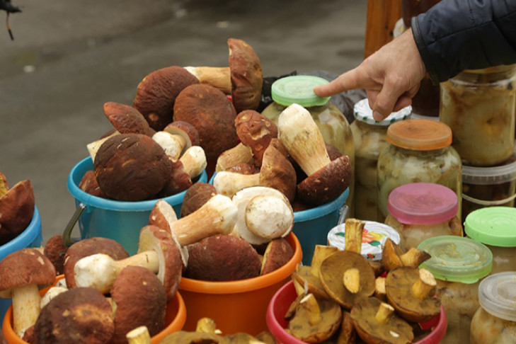 Штраф до 3 млн рублей: новосибирцам запретили собирать некоторые грибы