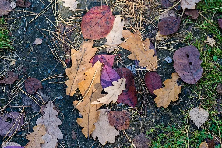 Третье «бабье лето» начнется в Новосибирске в день Сергея Зимнего 20 октября