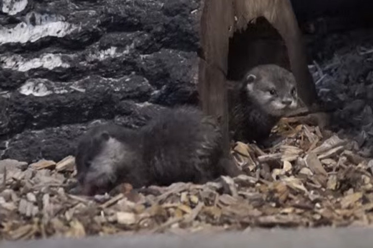 Выдры без когтей родились в зоопарке Новосибирска