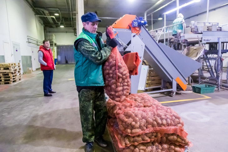 Лучшую дату посадки картофеля в Западной Сибири назвал агроном Мармулев