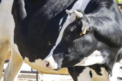 Сузунским коровам перестали давать антибиотики  