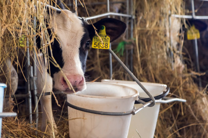 Глава Россельхознадзора заявил о мутации пастереллеза в Новосибирской области