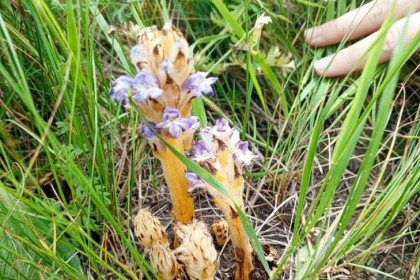Нельзя срывать ни в коем случае: редкий цветок-паразит найден под Новосибирском