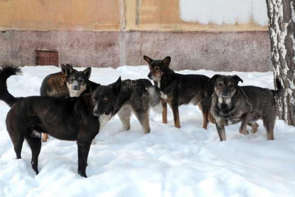 Цепные псы заблокировали ребенка при выходе из школы в Довольном