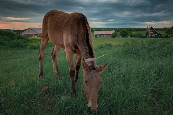 На коня и корову потратила социальную выплату жительница Татарска