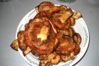 Ядовитые грибы свинушки начали продавать на рынках Новосибирске