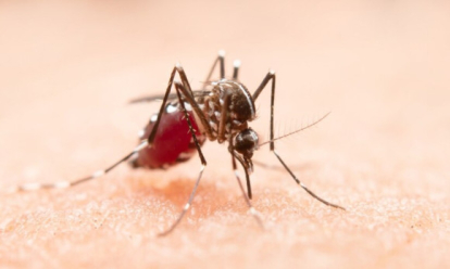 Эффективный рецепт борьбы с комарами назвал новосибирский химик