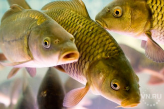 Собственных карпов впервые вырастили в Новосибирске