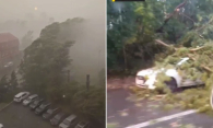 Ураган обрушил деревья на автомобили в Новосибирске