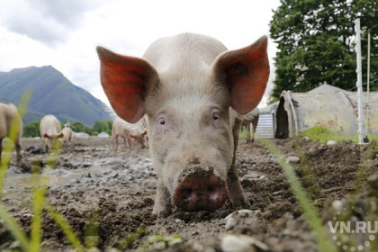 Свиньи поссорили пенсионера с соседями в Колывани  