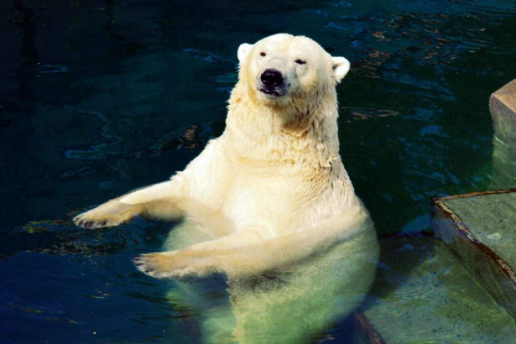 Ледяной торт подарили белым медведям в Новосибирском зоопарке 