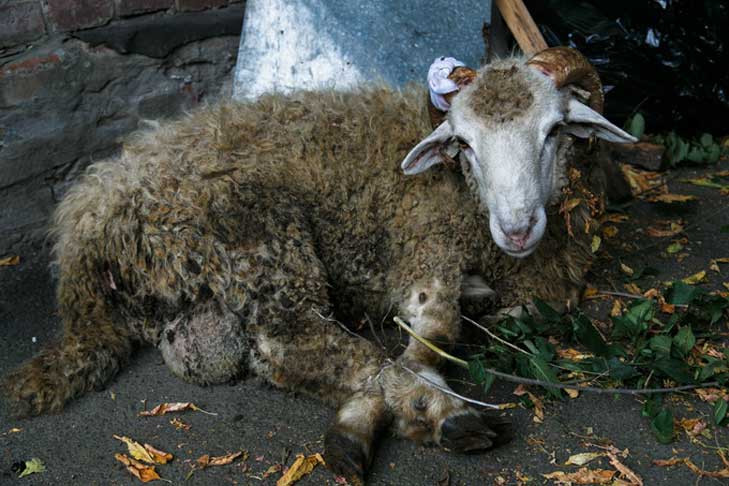 Свинью и барана задрал медведь в Болотнинском районе