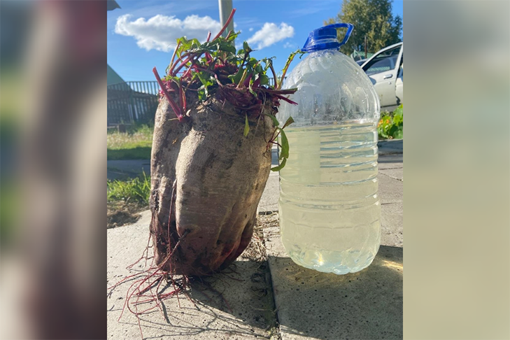 Не может быть: свёклу-громадину вырастила жительница Чулыма