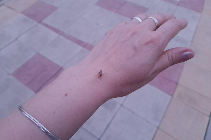 О смертельной опасности малярии предупредил сибиряков инфекционист Поздняков