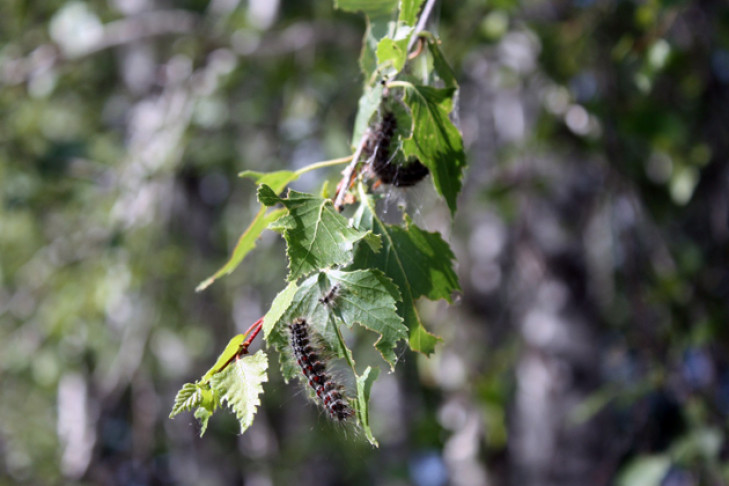 Шелкопряд пожирает леса в Венгеровском районе