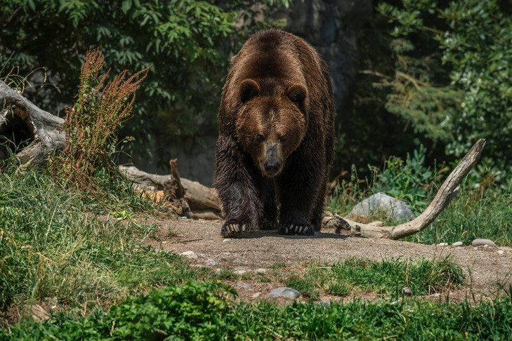 Медведь потревожил покой жителей Новосибирской области