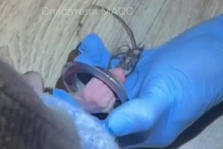 Элитный голый кот застрял в сливной трубе в Новосибирске