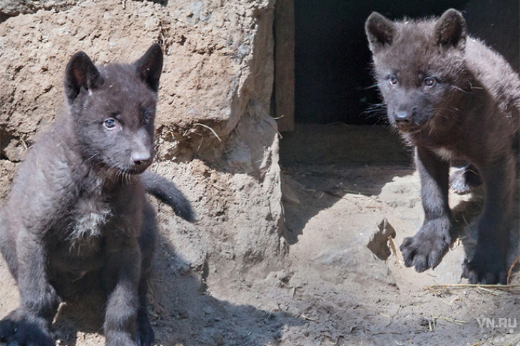 Угольно-черные волчата родились в Новосибирском зоопарке