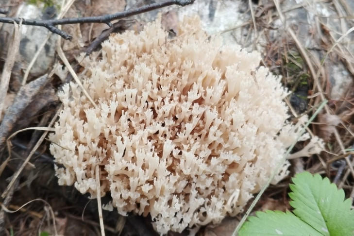 Редкий гриб оленьи рожки нашли в Новосибирске