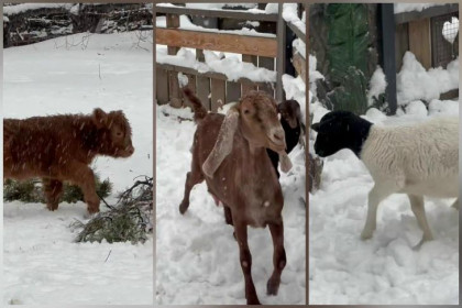 Рыжая телочка и ягнята подрастают в Новосибирском зоопарке