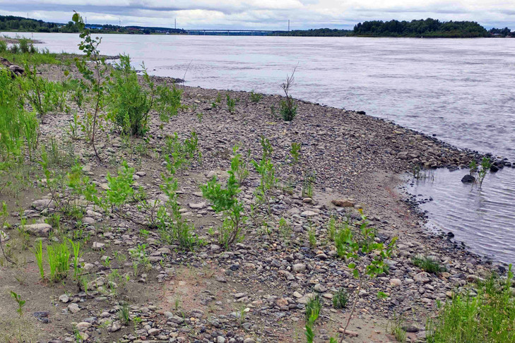 Четыре нерестилища муксуна впервые за 60 лет найдены на Оби