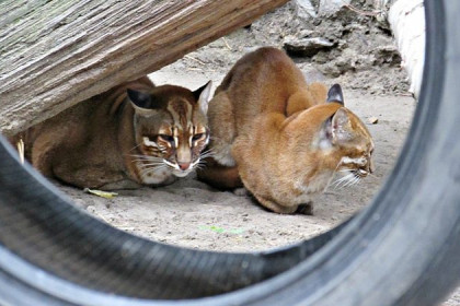 Единственных в России кошек передал частник Новосибирскому зоопарку 