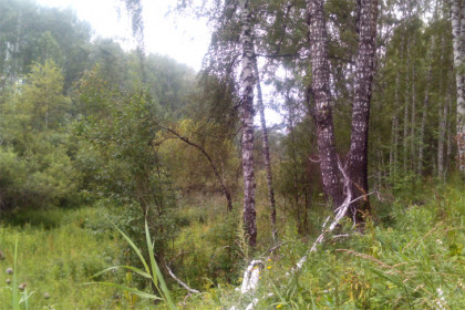 Пожиратели листьев угрожают четырем районам Новосибирской области летом-2023