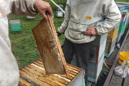 Что творят пчеловоды во время медосбора