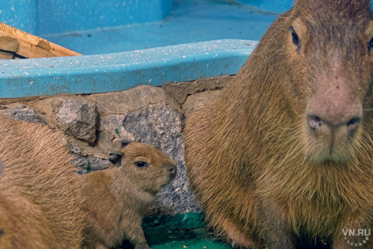 «Госпожа травы» родила двойню в Новосибирском зоопарке
