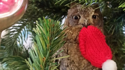 Новосибирский ветеринар посадила на диету краснокнижных сов