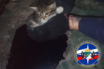 Котенка из-под бетонного пола достали новосибирские спасатели