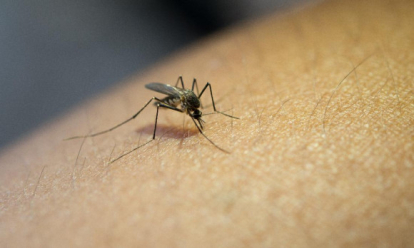 Лохорадки и огромные покраснения: чем опасны укусы комаров