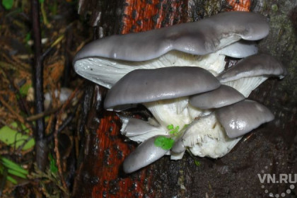 Восьмиклассники вырастили съедобные грибы в Андреевской школе
