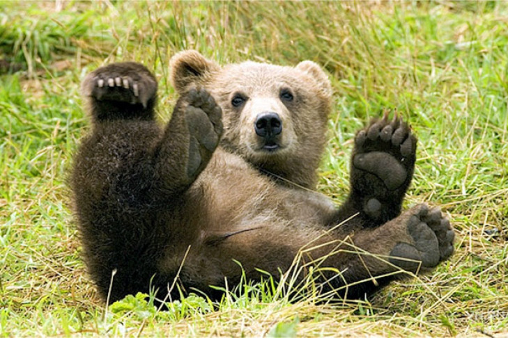 Десятки медведей вплотную подобрались к Новосибирску