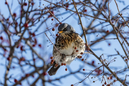 Прогноз погоды на 28 февраля и 1 марта в Новосибирске сделали синоптики