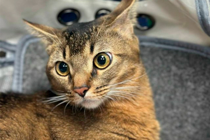 В Новосибирске кардиохирурги спасли от одышки уникального кота по кличке Твикс