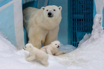 В Новосибирске белая медведица Герда впервые вывела малышей на прогулку