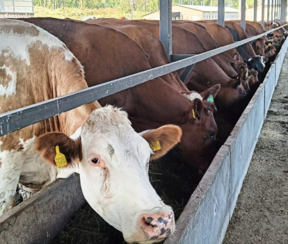 Повысят закупочные цены на молоко в Новосибирской области