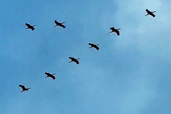 Орнитолог Яновский рассказал о брачных играх журавлей в Новосибирской области