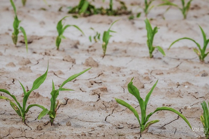 Шесть суховеев впервые зафиксировали в Багане – засуха 2020