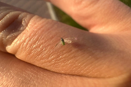 Нашествие тли в новосибирских парках объяснила биолог Екатерина Гризанова