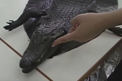 Крокодилов ловят новосибирские таможенники
