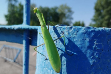 Огромного каннибала сфотографировали под Новосибирском